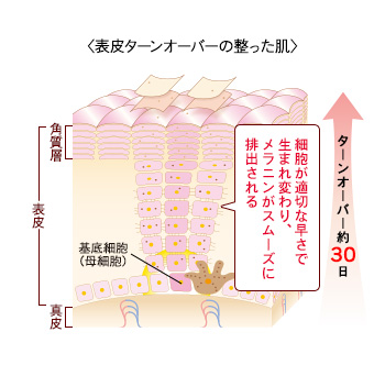 リジュブネイトエキス｜インナーシグナル｜大塚製薬のシミ対策美容液 