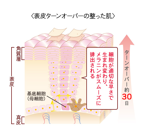 エナジーシグナル AMP