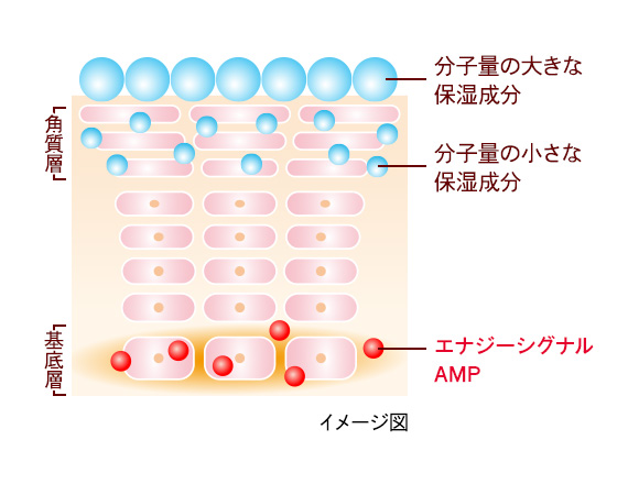 エナジーシグナル AMP