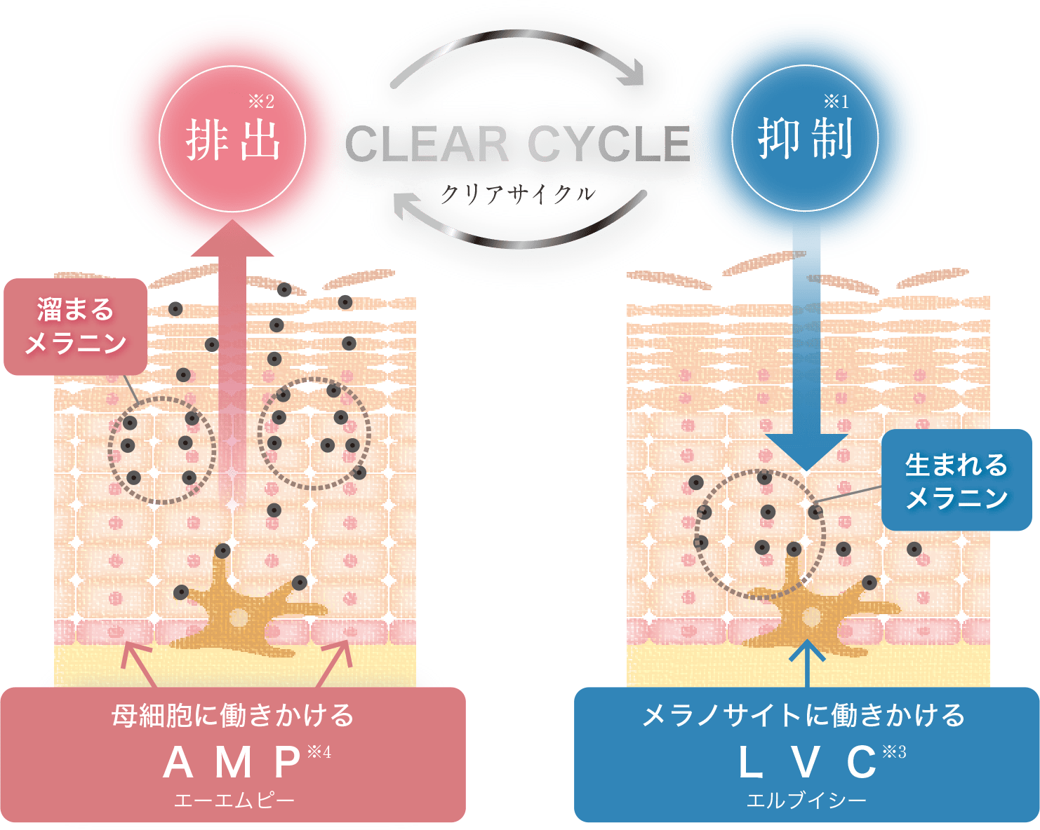 クリアサイクル