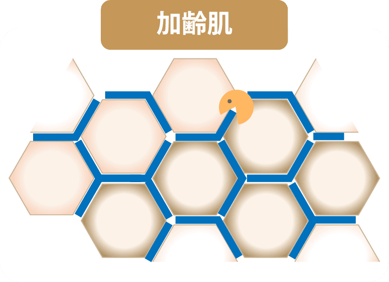 加齢肌