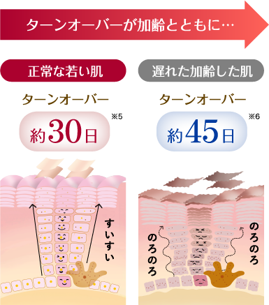 ターンオーバーが加齢とともに…