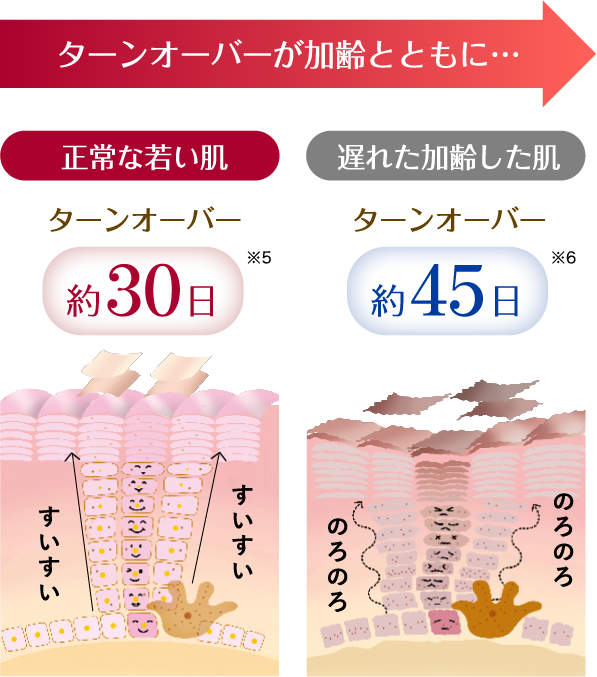 ターンオーバーが加齢とともに…