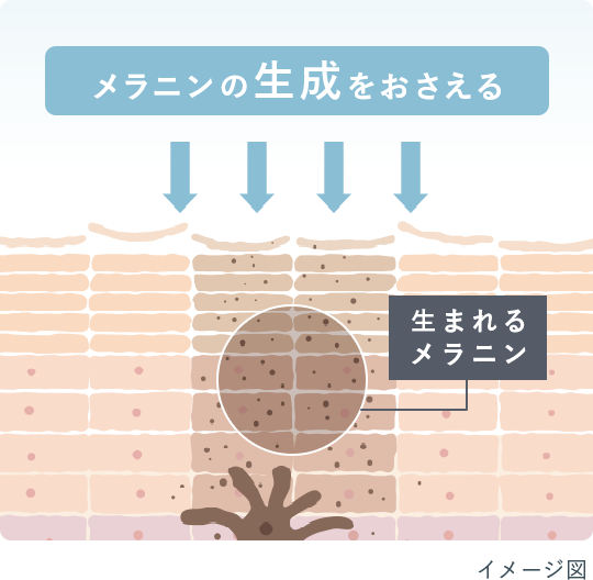 メラニンの生成をおさえる 生まれるメラニン イメージ図