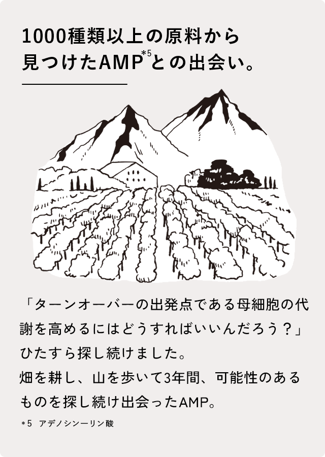 1000種類以上の原料から見つけたAMP*5との出会い。 「ターンオーバーの出発点である母細胞の代謝を高めるにはどうすればいいんだろう？」ひたすら探し続けました。 畑を耕し、山を歩いて3年間、可能性のあるものを探し続け出会ったAMP。 *5 アデノシンーリン酸二ナトリウム
