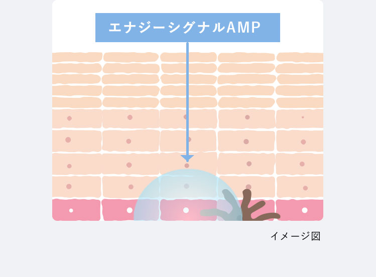 エナジーシグナルAMP イメージ図