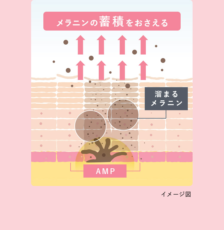 メラニンの蓄積をおさえる 溜まるメラニン AMP イメージ図