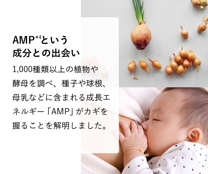 AMP*4という成分との出会い 1,000種類以上の植物や酵母を調べ、種子や球根、母乳などに含まれる成長エネルギー「AMP」がカギを握ることを解明しました。