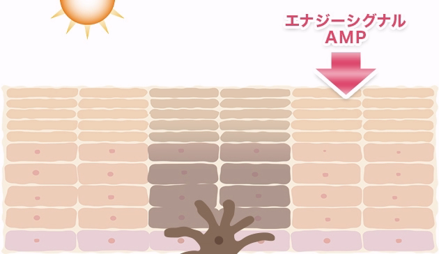 大塚製薬インナーシグナル初回500円キャンペーン