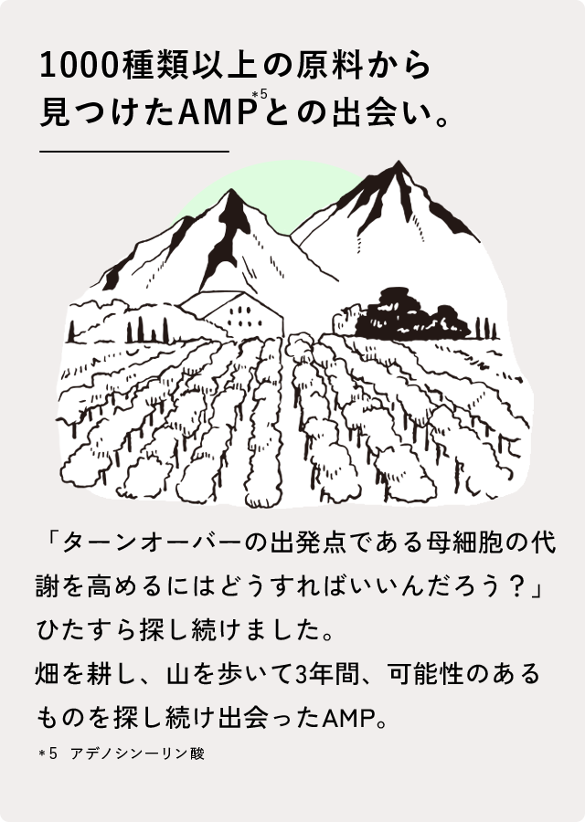 1000種類以上の原料から見つけたAMP*5との出会い。「ターンオーバーの出発点である母細胞の代謝を高めるにはどうすればいいんだろう？」ひたすら探し続けました。畑を耕し、山を歩いて3年間、可能性のあるものを探し続け出会ったAMP。＊5 アデノシンーリン酸