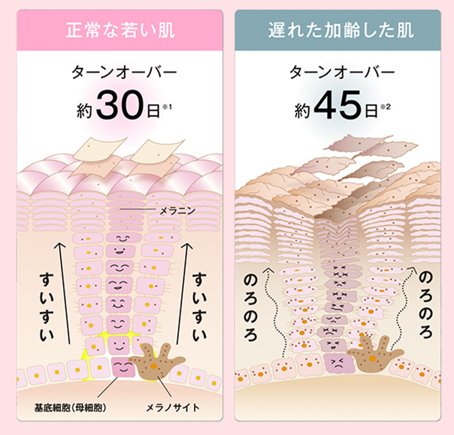 ターンオーバーの図