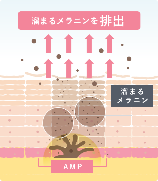 排出美白の図