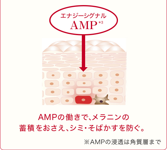 AMPの働きで、メラニンの蓄積をおさえ、シミ・ソバカスを防ぐ。※AMPの浸透は角質層まで